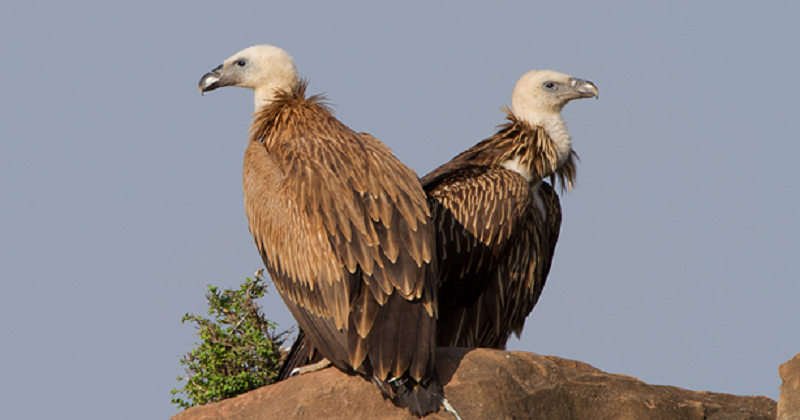 RMG vulture