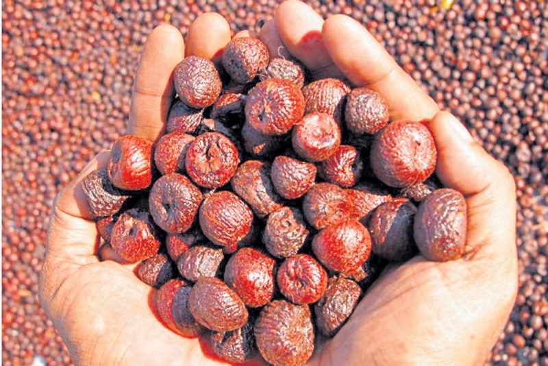areca palm adike adake