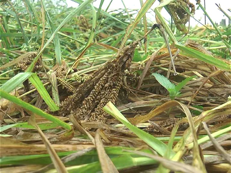vlcsnap 2020 10 25 07h29m41s36