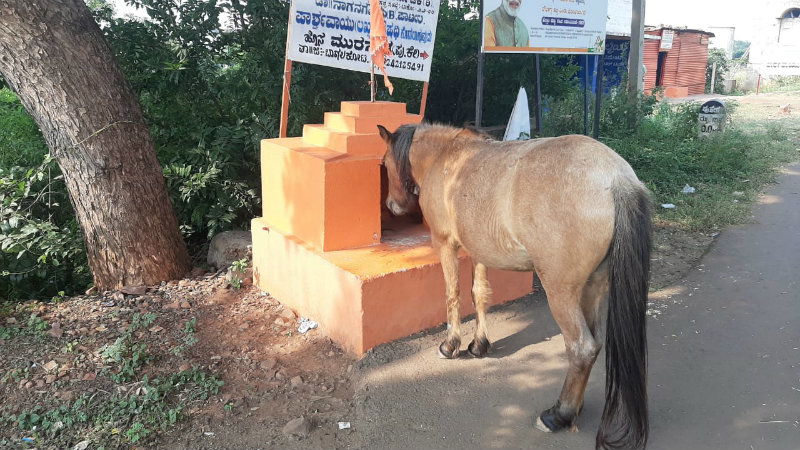 BGK HORSE PRAYER AV 3