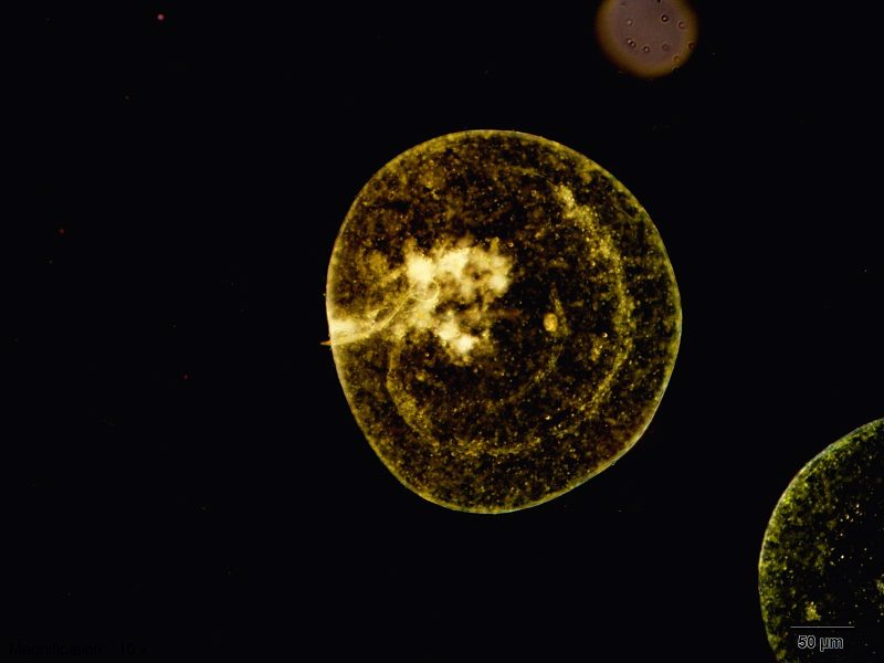 Bioluminescence Sea 2