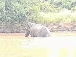 CNG ELEPHANT
