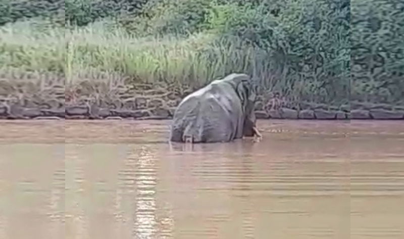 CNG ELEPHANT a
