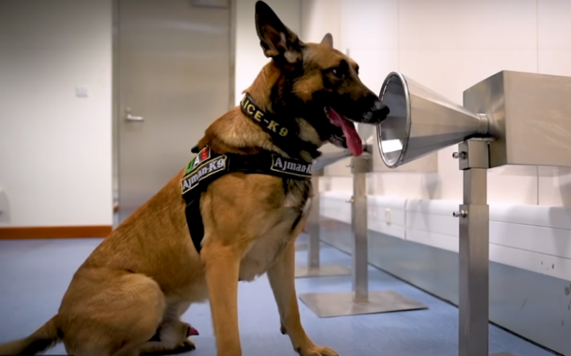Dubai Sniffer Dogs 4 corona