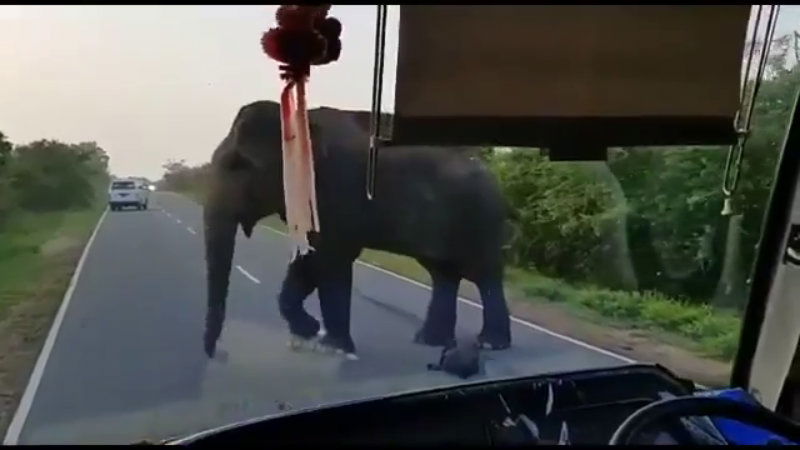 Elephant2
