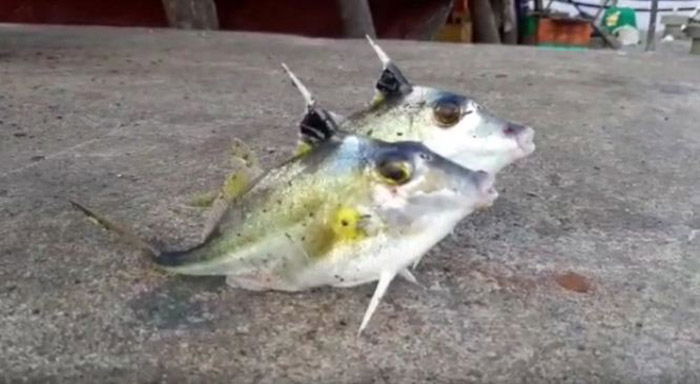 KWR FISH