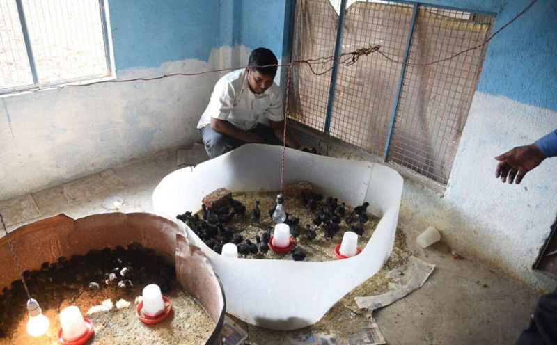 Kadaknath