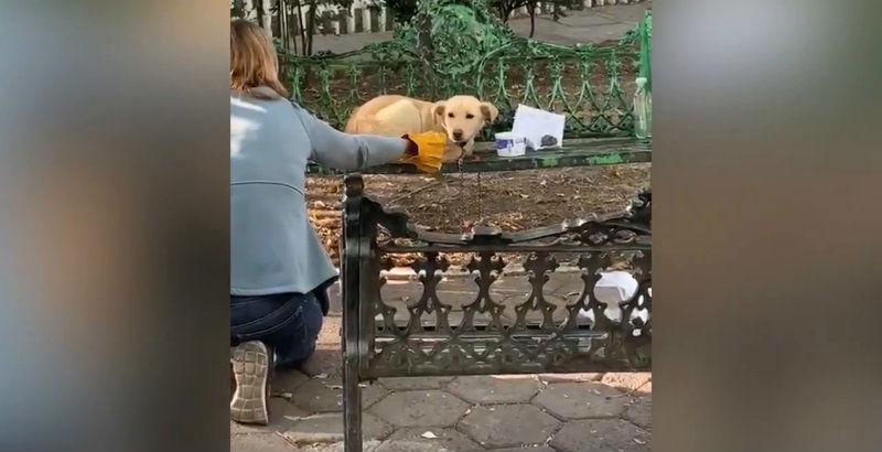 Mexico Dog 2