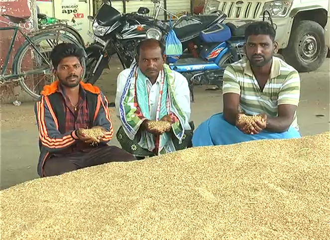 RCR Paddy 3