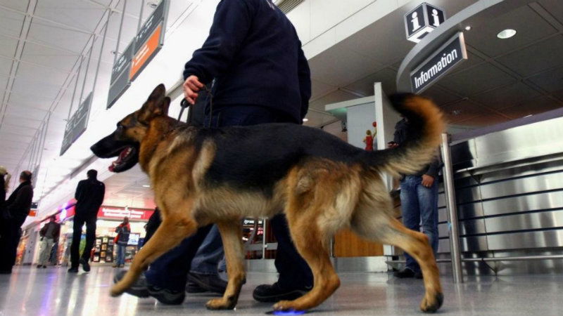 dog corona covid 19 6