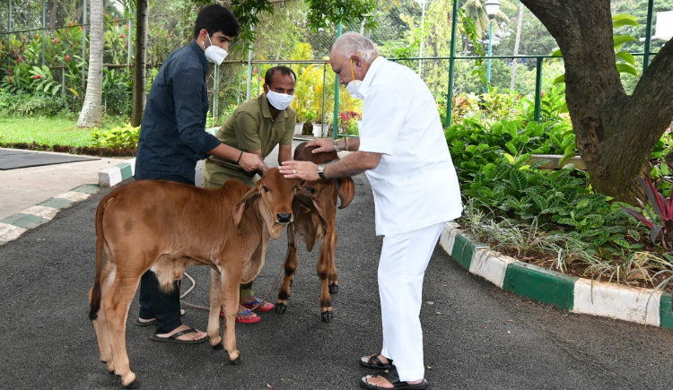 BSY Cows