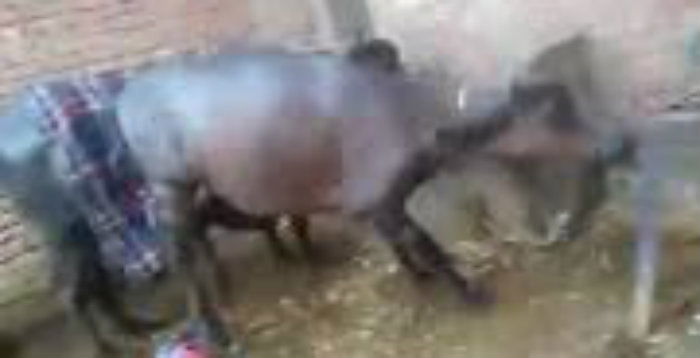 BUFFALO 1