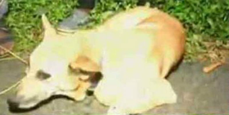DOG 3