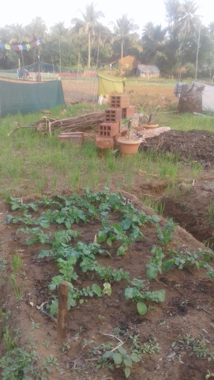 KWR GOKARNA COUPLE AGRI 1 10