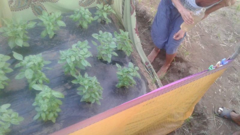 KWR GOKARNA COUPLE AGRI 1 2