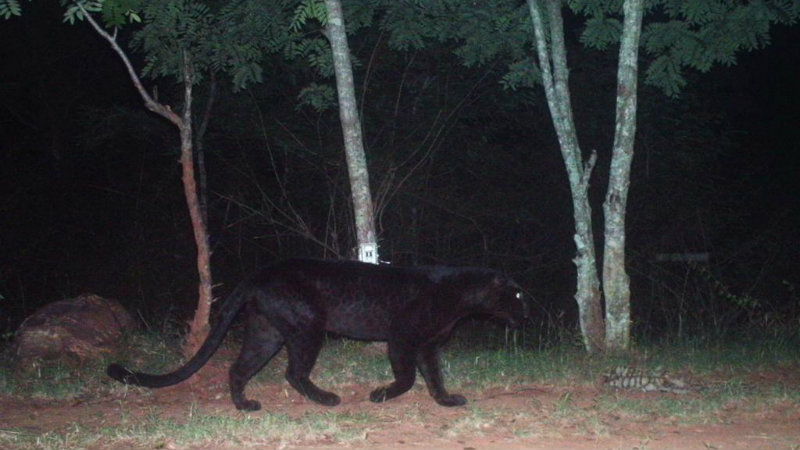 Leopard