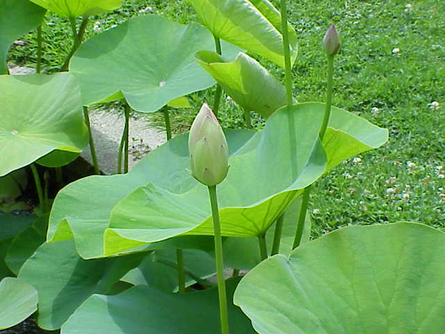 Nelumbo nucifera nucifea0