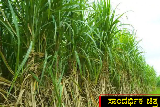 Sugarcane 1 copy 1