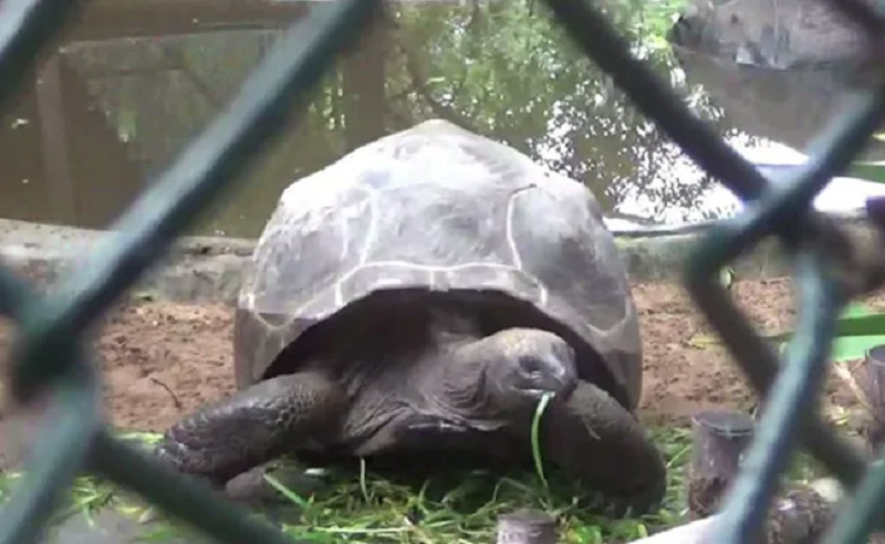 aldabra Tortoise 1