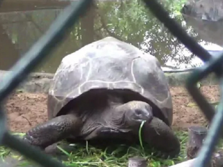 aldabra Tortoise