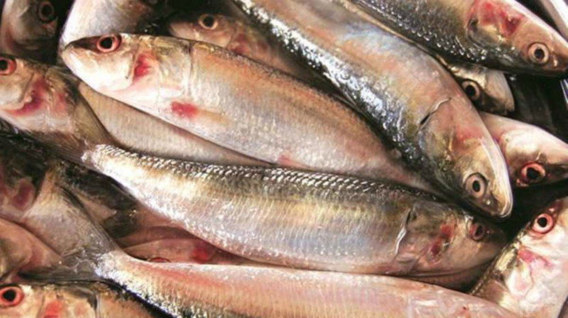 fish1