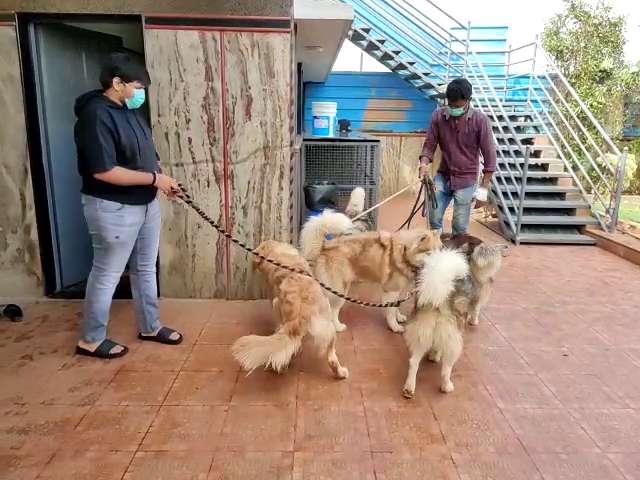 nelamngala missing dog 2