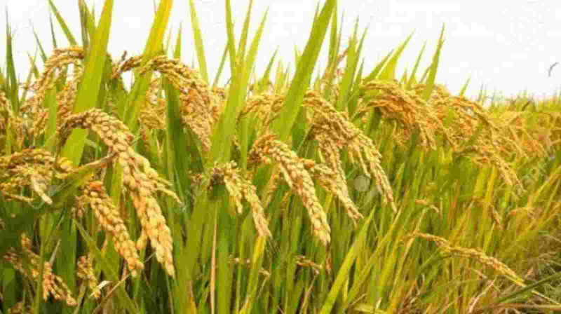 paddy 2