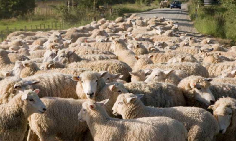 sheep2