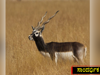 BLACKBUCK