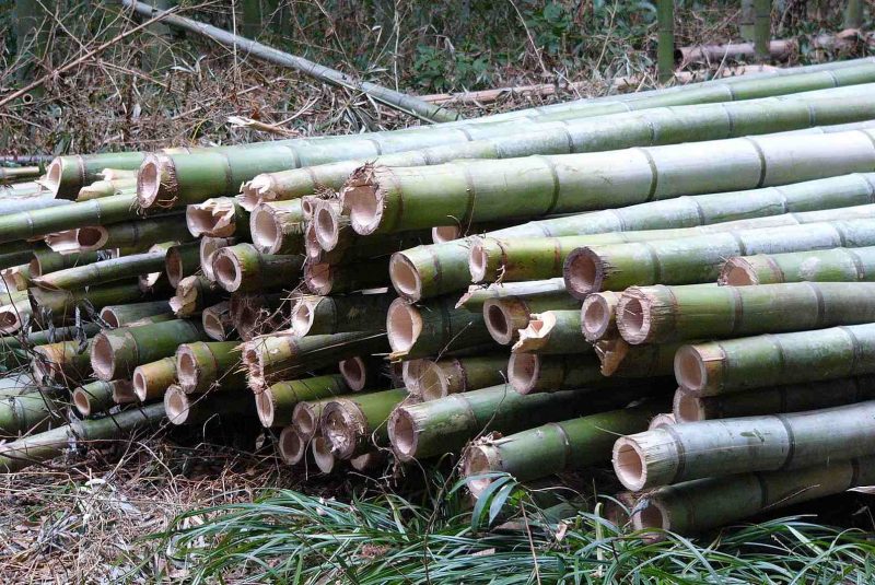 Bamboo Farming Rajashekhar Patil 2