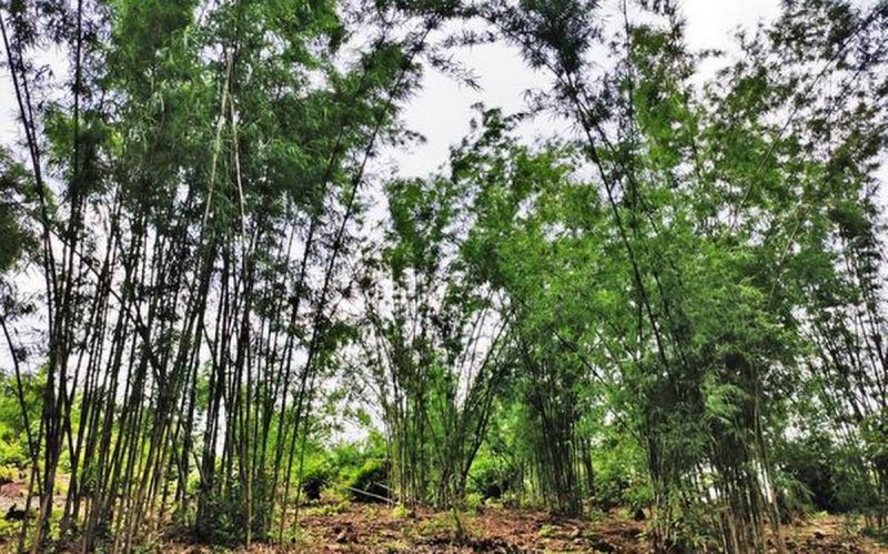 Bamboo Farming Rajashekhar Patil 4