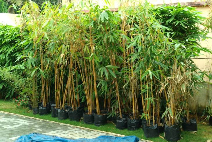 Bamboo Farming Rajashekhar Patil 6