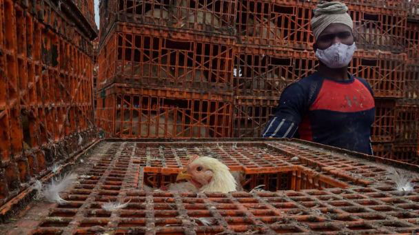 Bird Flu 1
