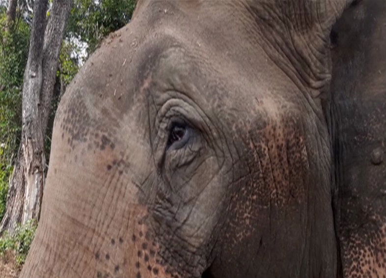 Blind Elephant 2