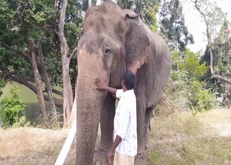 Blind Elephant 3