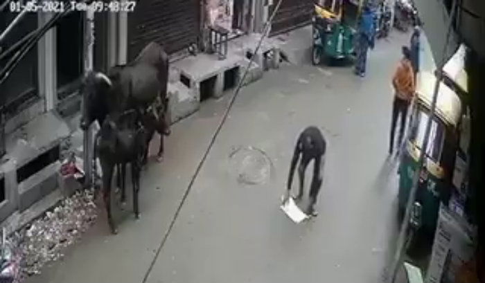 COW 1