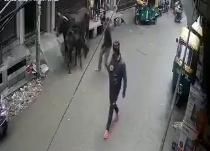 COW 2