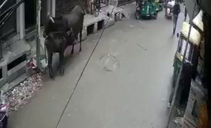 COW 4