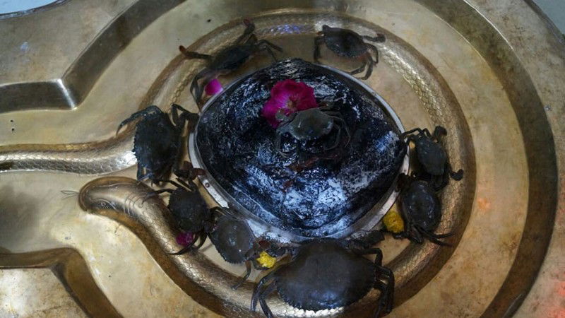 CRAB.1.3 1