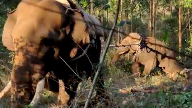 Hassan ELEPHANT 5