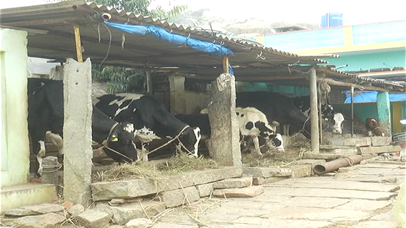 KOLAR 1