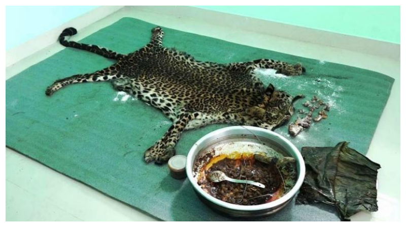 LEOPARAD 2