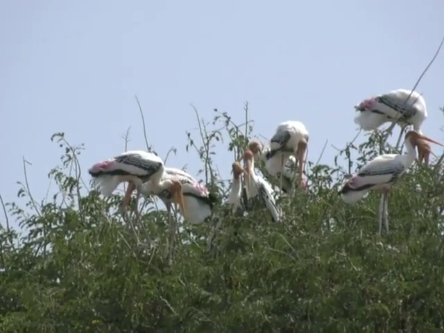 MND BIRD 3