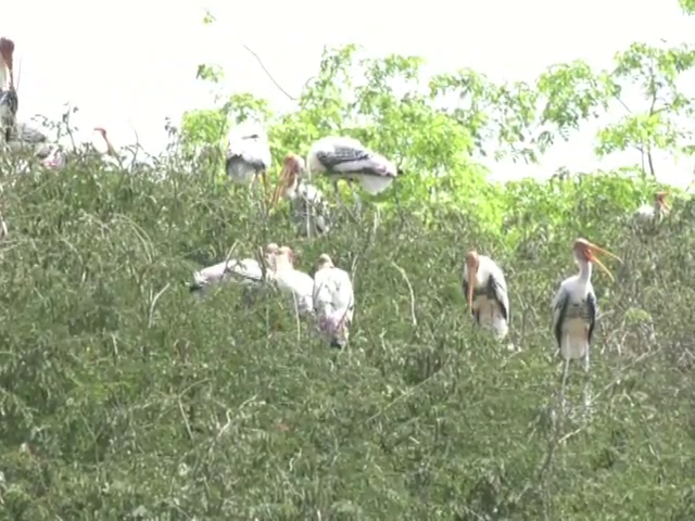 MND BIRD 4