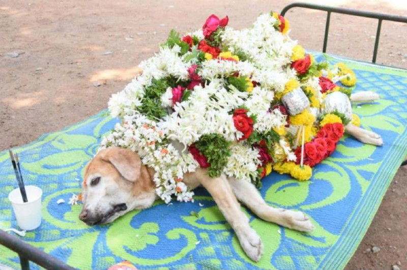 Mysuru Police sniffer dog Seema 1 1