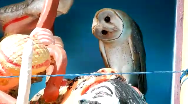 Owl Dance 2