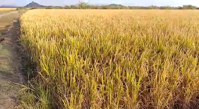 Reliance paddy agrulture farm bill 4