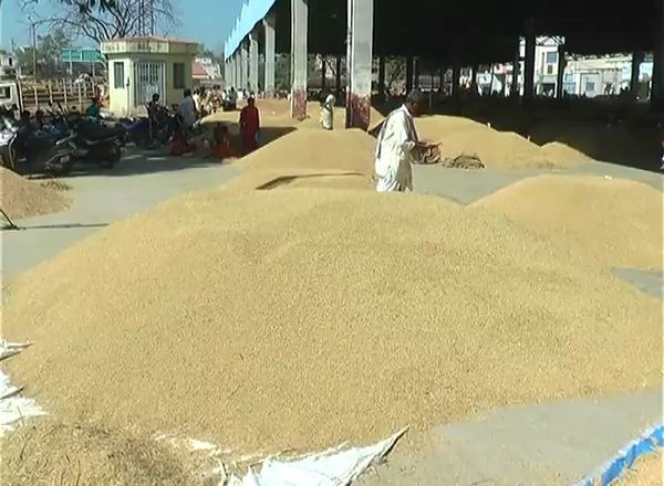 Reliance paddy agrulture farm bill 5