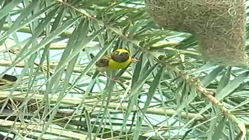 bird 4