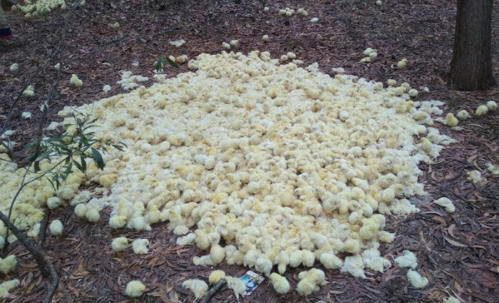 chickn